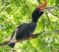 Burung Enggang Kalimantan Tengah